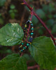 bransoletki z kamieni naturalnych Bransoletka TURMALIN, Malachit, Nefryt 1