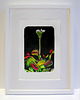 grafiki i ilustracje Rysunek Muchołówka Grafika 32x24cm + biała rama 1
