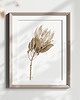 grafiki i ilustracje Protea, grafika, akwarela - sepia 6
