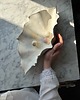 pojemniki na biżuterię Rzeźbiarska Muszla Ceramiczna XL Tacka na Biżuterię i Klucze Milky White 1