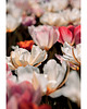 fotografia Tulipany IV 1