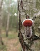 broszki Przypinka z grzybem koźlarz pomarańczowożółty 1