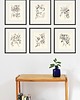 grafiki i ilustracje Zestaw Grafik Botanicznych Vintage 4