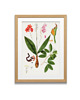 grafiki i ilustracje PLAKATY  botaniczne vintage ryciny kwiaty 5