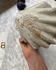 pojemniki na biżuterię Ceramiczna Muszla Muszelka Skarbiec na Biżuterię Babie Lato 4