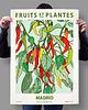 plakaty Plakat botaniczny "Madryt" 1