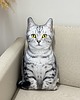 poduszki z grafiką Poduszka Dekoracyjna Kot Domowy Pręgowany Srebrzysty Jasny Szary 3