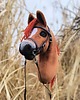 zabawki - inne Hobby horse A4 kasztanek realistyczny koń na kiju 5