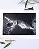 fotografia Fotografia z Passe-Partout; Podwodny Pokaz Mody 2