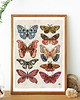 plakaty Motyle i ćmy plakat, plakat botaniczny, motyle 3