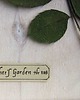 inne Rose Garden  1