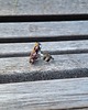 pierścionki - różne Jaspis i turmalin -  pierścionek regulowany 1