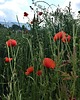 Ozdoby na ścianę Mak polny w dmuchawcach 2