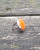 pierścionki - różne Palące słońce - pierścionek regulowany 1