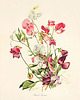 grafiki i ilustracje Zestaw Grafik Botanicznych Vintage 3
