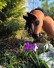 zabawki - inne Hobby horse A3 gniady koń na kiju 8