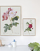 plakaty Róża damasceńska - Plakat botaniczny - Retro 1