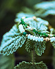 bransoletki z kamieni naturalnych Bransoletka relacji, jadeit & masa perłowa & lawa 1
