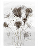grafiki i ilustracje Dzika marchew / Fine Art Print 2