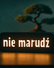 dekoracje świetlne NIE MARUDŹ  1