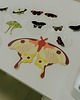 Ozdoby na ścianę Plakat Comet Moth - dekoracja ścienna motyl 1