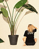 t-shirt damskie T-SHIRT Surf Boards BLACK 2