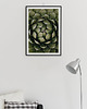 plakaty Plakat Botaniczny - Agawa roślina kwiat 2