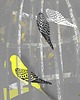 grafiki i ilustracje Freedom 2