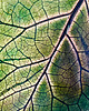 patery i talerze Liść łopianu - ceramiczny talerzyk/patera 3