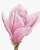 grafiki i ilustracje Magnolia, grafika, akwarela 8