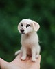 figurki i rzeźby Piesek Miniaturka-Labrador 3