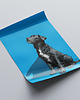 plakaty Plakat - Blue Doggie 1