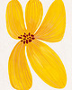 plakaty Plakat Pierwiosnek 1