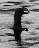 plakaty Plakat Loch Ness Monster 2