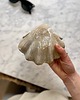 pojemniki na biżuterię Podstawka na Biżuterię Ceramiczna Muszla Skarbiec Milky Romantic 6