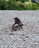 pierścionki - różne Na bogato - pierścionek regulowany 3