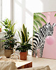 plakaty Plakat Zebra z Bąbelkowym Sekretem 5