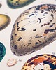 grafiki i ilustracje grafika Oeufs (reprint) 3