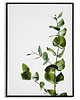 plakaty Plakat botaniczny GRAFIKA roślina 3