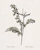 grafiki i ilustracje Zestaw Grafik Botanicznych Vintage 2