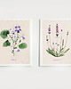plakaty 2 ilustracje botaniczne  30x40 cm 1