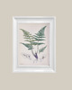 grafiki i ilustracje Ilustracje botaniczne paproć vintage 5