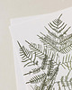 plakaty Plakat Paproć Pteris 2