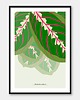 plakaty Plakat Monstera i Maranta - zestaw dwóch plakatów 6