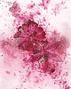 grafiki i ilustracje Geometric Poppy No. 2  Abstrakcja Akwarela reprodukcja 1