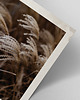 plakaty Plakat Trawy Vintage 1
