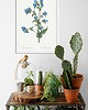 plakaty Commelina tuberosa - Plakat botaniczny - Retro 2
