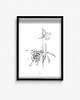 plakaty Plakat  Passiflora caerulea III 1