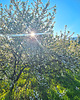 świeczniki i świece Duża świeca zapachowa The Blossom In The Orchard, zapach kwiatów wiśni 2