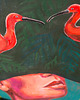 obrazy Ibisy 50x70cm 1